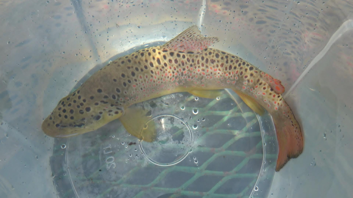 2023’te 3 milyon 700 bin kırmızı benekli alabalık sulara salındı