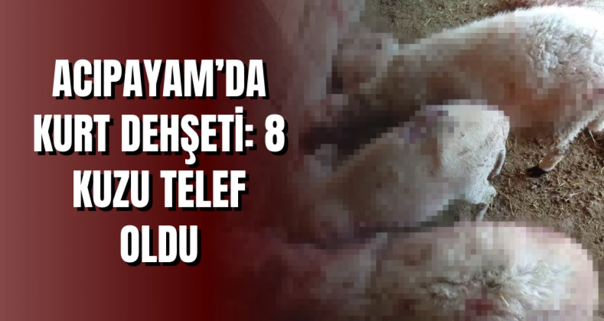 Acıpayam’da Kurt Dehşeti: 8 Kuzu Telef Oldu