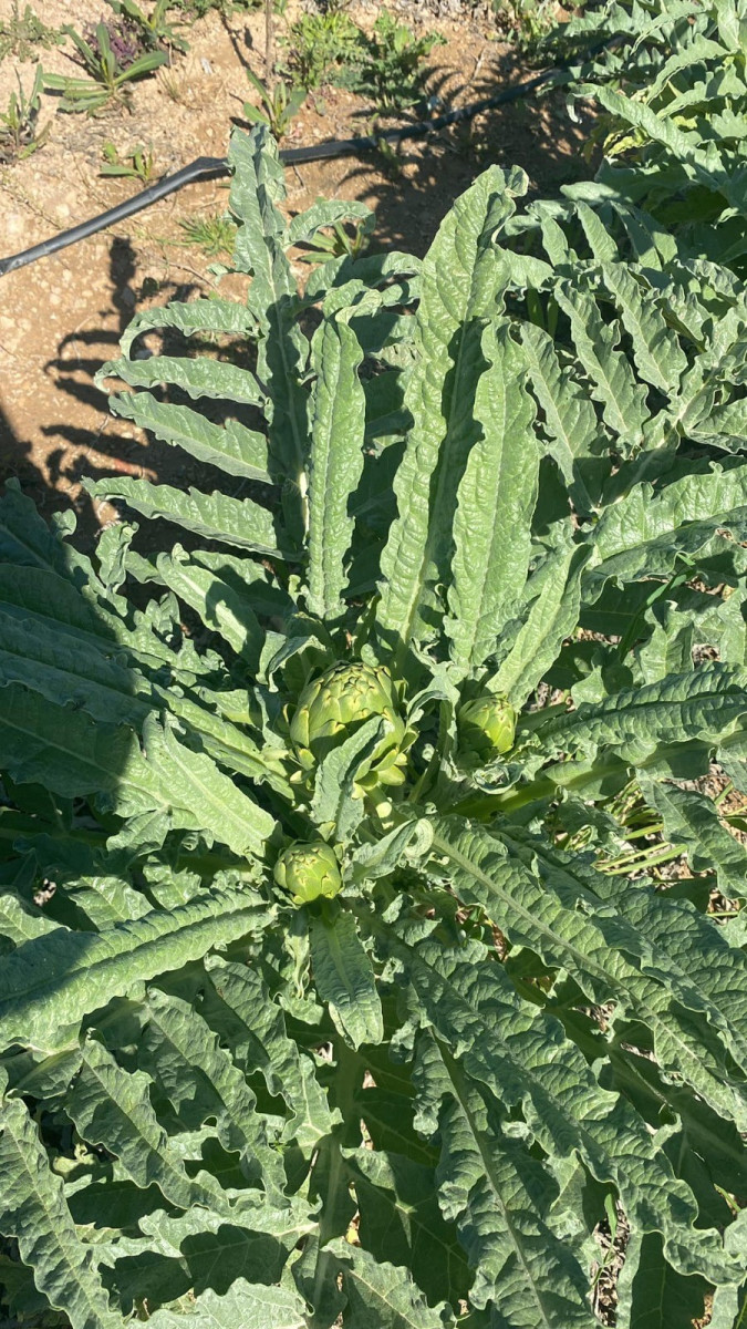 Çanak enginar üreticinin yeni alternatifi oldu