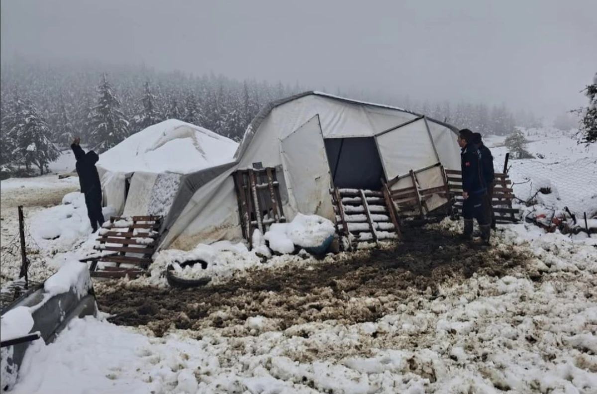 DENİZLİ TAVAS&rsquo;TA KAR FELAKETİ: &Ccedil;&Ouml;KEN &Ccedil;ADIRIN ALTINDA KALAN HAYVANLAR KURTARILDI