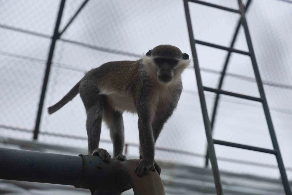Denizli&rsquo;de Firari Maymun İkinci Kez Yakalandı