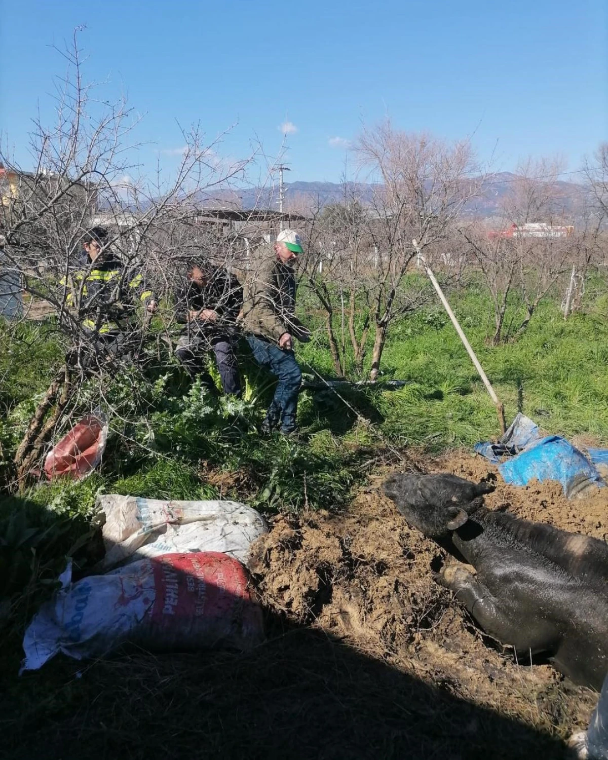 Denizli&rsquo;de Foseptik &Ccedil;ukuruna D&uuml;şen İnek Kurtarıldı