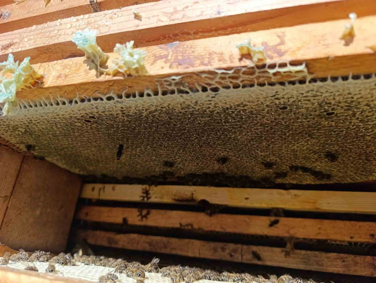 Denizli'de Kekik Balı Sezonu Bereketli Geçiyor