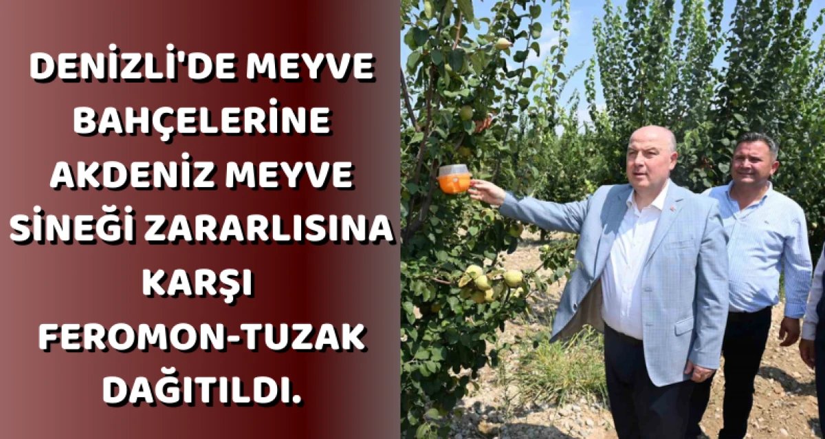 Denizli'de meyve bahçelerine Akdeniz meyve sineği zararlısına karşı feromon-tuzak dağıtıldı.