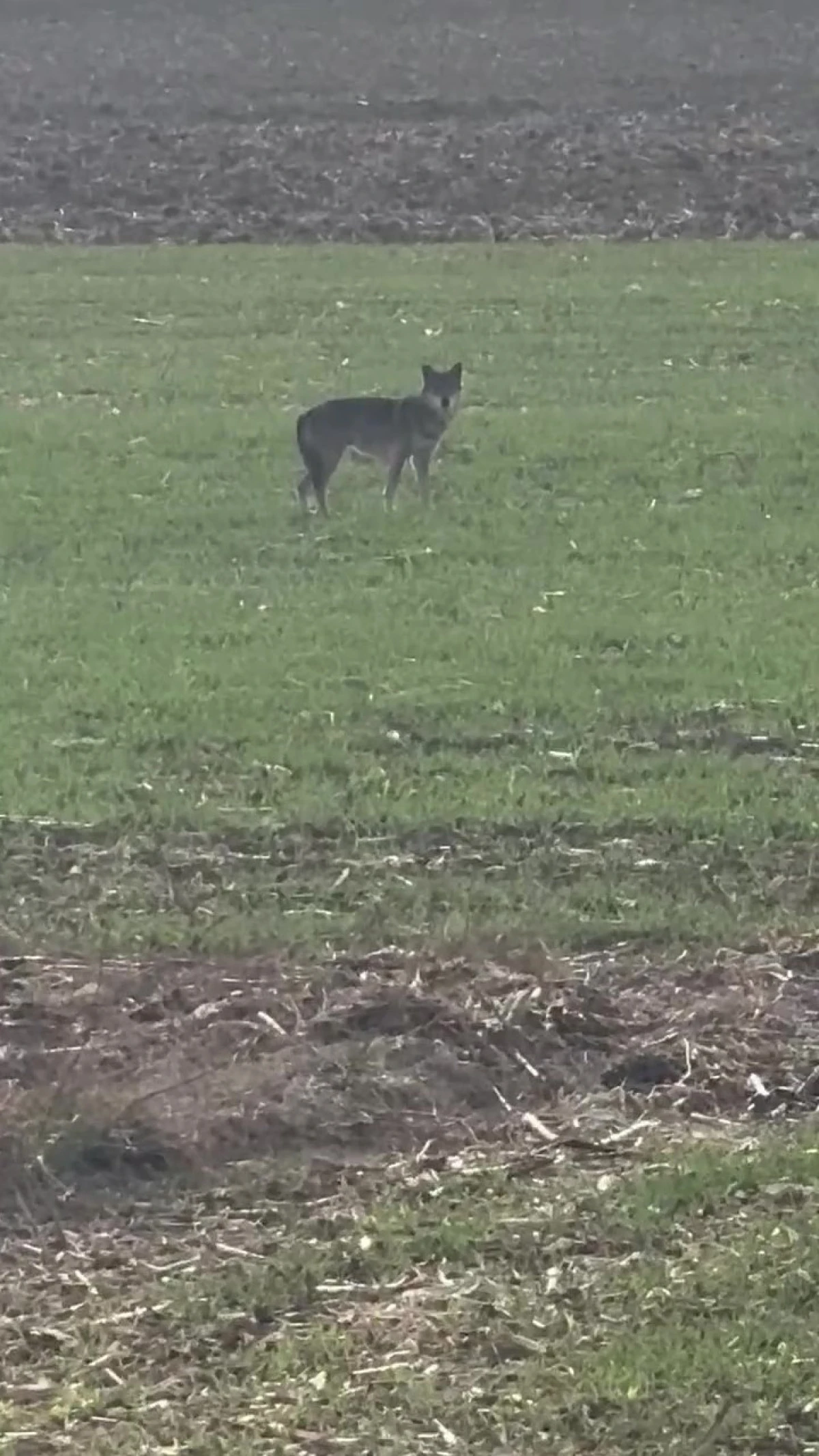 Denizli’nin Çivril İlçesinde Kurtlar Köylerde Görülmeye Başladı
