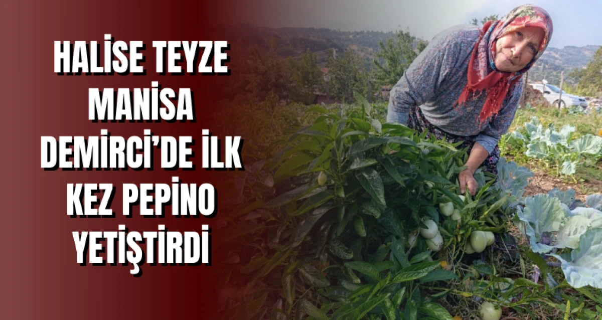 HALİSE TEYZE MANİSA DEMİRCİ’DE İLK KEZ PEPİNO YETİŞTİRDİ