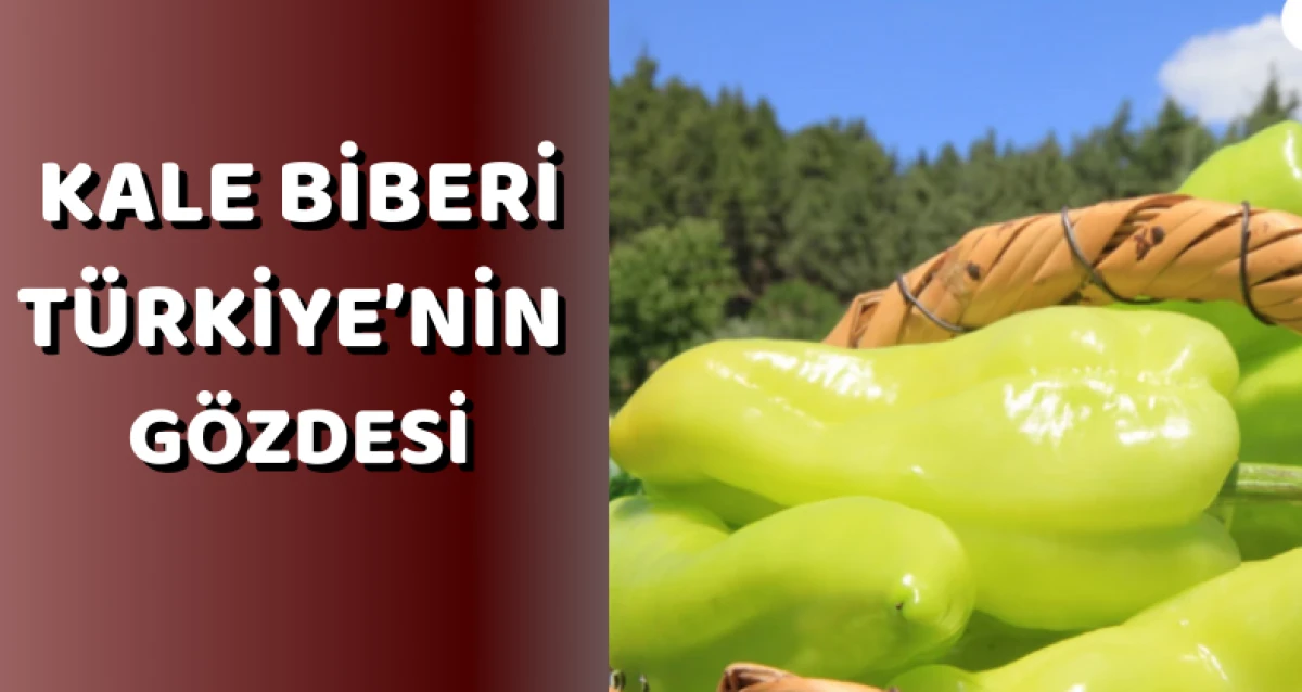Kale Biberi Türkiye’nin Gözdesi