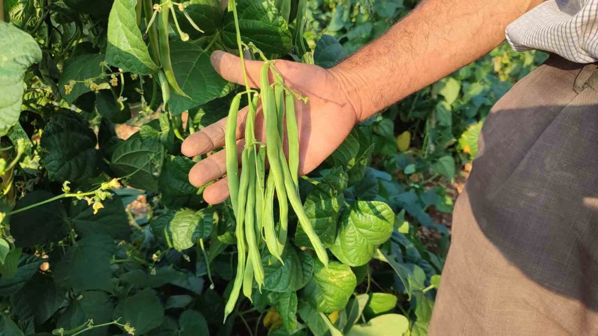 Lezzetiyle Meşhur Çameli Fasulyesi Tezgâhta