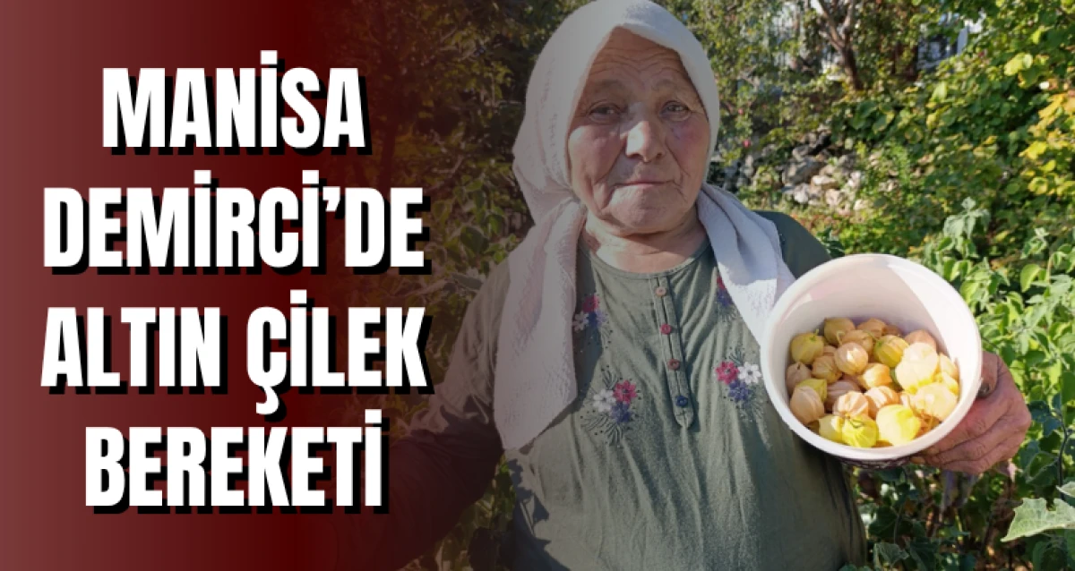 Manisa Demirci’de Altın Çilek Bereketi
