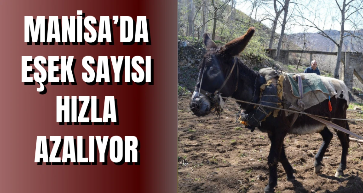 Manisa’da Eşek Sayısı Hızla Azalıyor