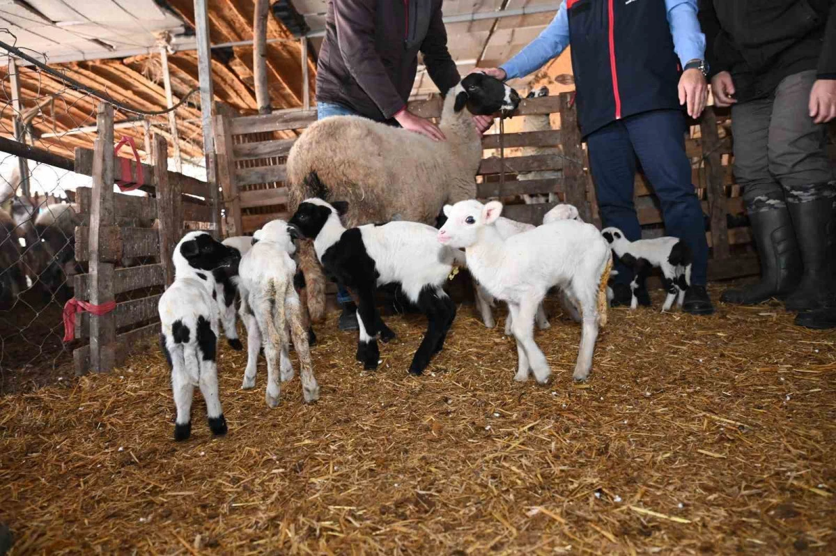 Pamukkale&rsquo;de Şaşırtan Olay: Sakız Koyunu 9 Yavru Doğurdu