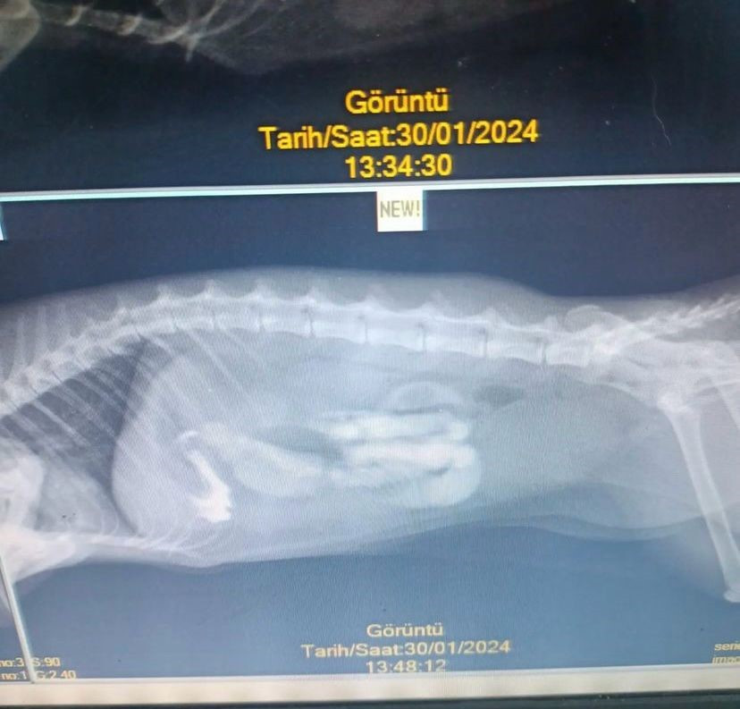 Sokak kedisinin yuttuğu saç tokası operasyonla çıkarıldı