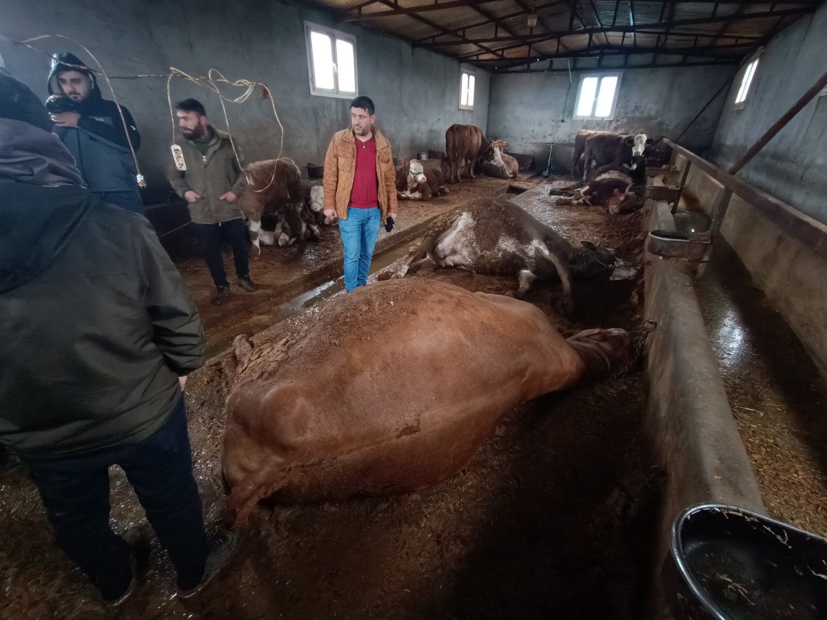 Yıldırım Ahırdaki Hayvanları Telef Etti